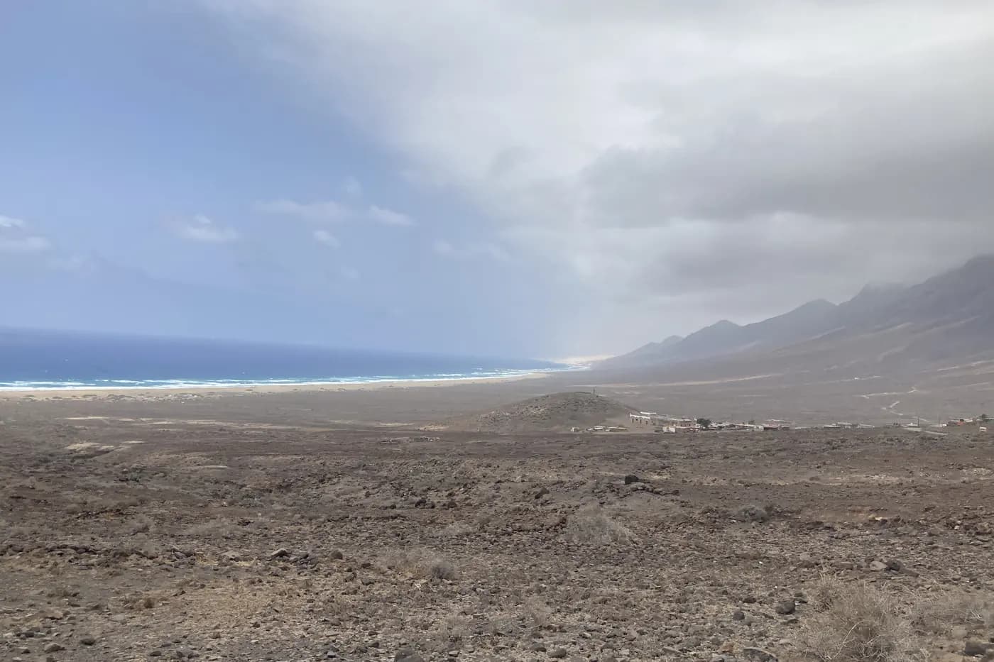 Cardón (Euphorbia canariensis), a protected endemic plant, on the Cofete coastline