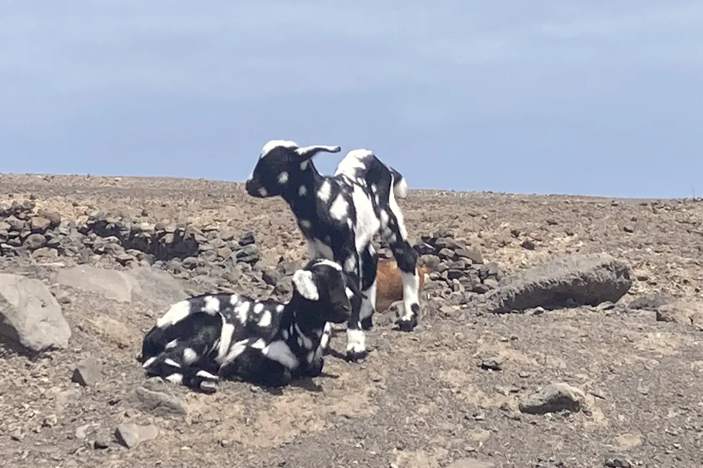 Two black-and-white goats lying among the volcanic stones of Cofete