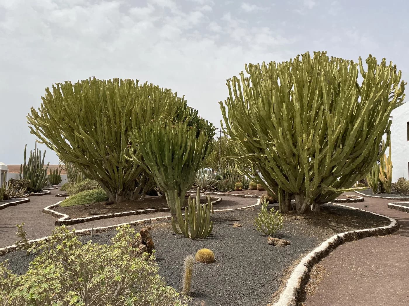 Kakteen und Sukkulenten in einem Garten auf Fuerteventura