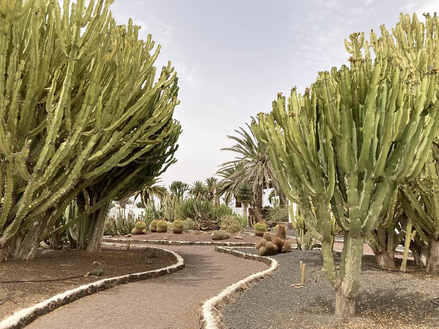 Ein Garten mit Kakteen und kandelaberförmigen Wolfsmilchgewächsen auf Fuerteventura