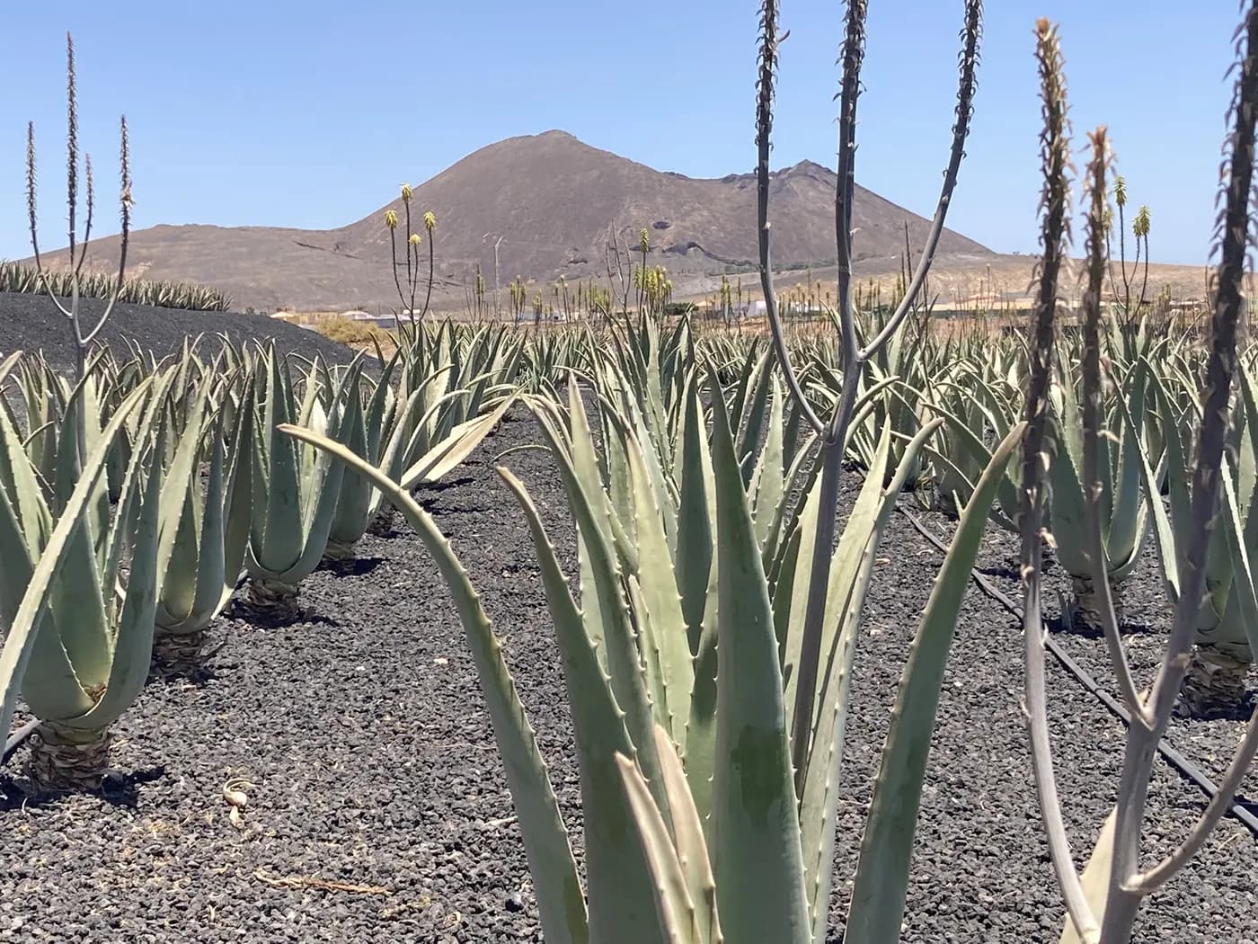 Eine Aloe-vera-Plantage im Inneren Fuerteventuras