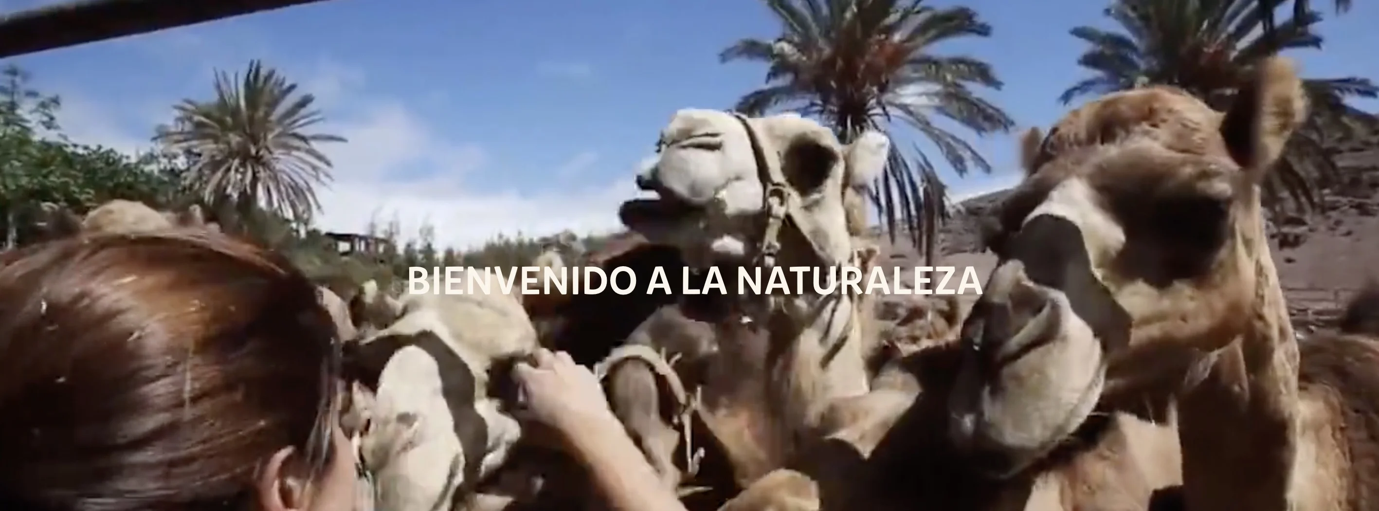 Dromadaires d'Oasis Park accueillant les visiteurs, La Lajita, Fuerteventura