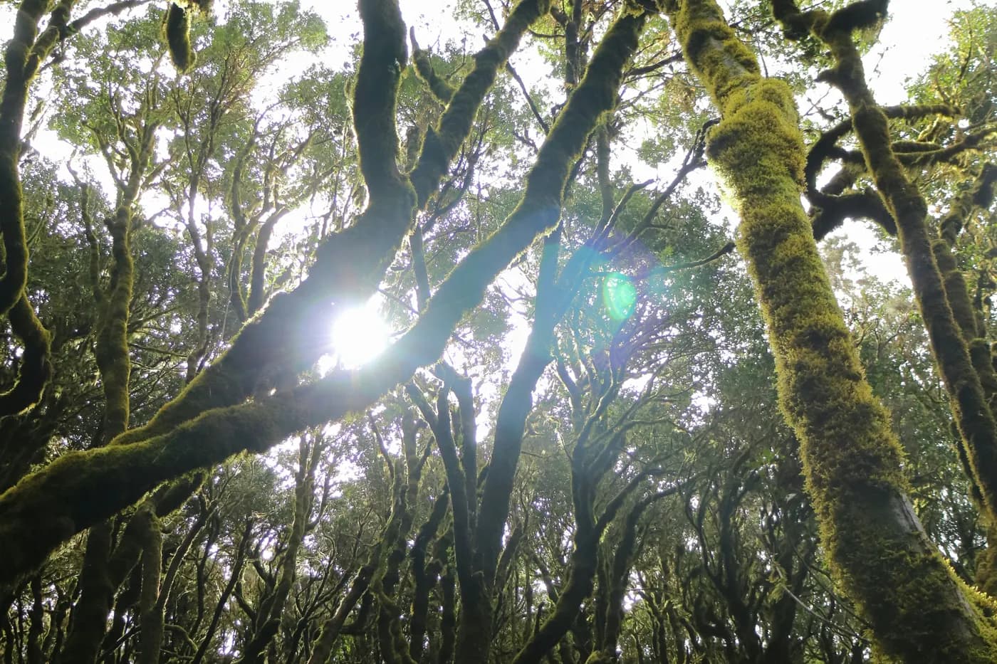 Lumière filtrant à travers la canopée moussue de la forêt de Garajonay, La Gomera