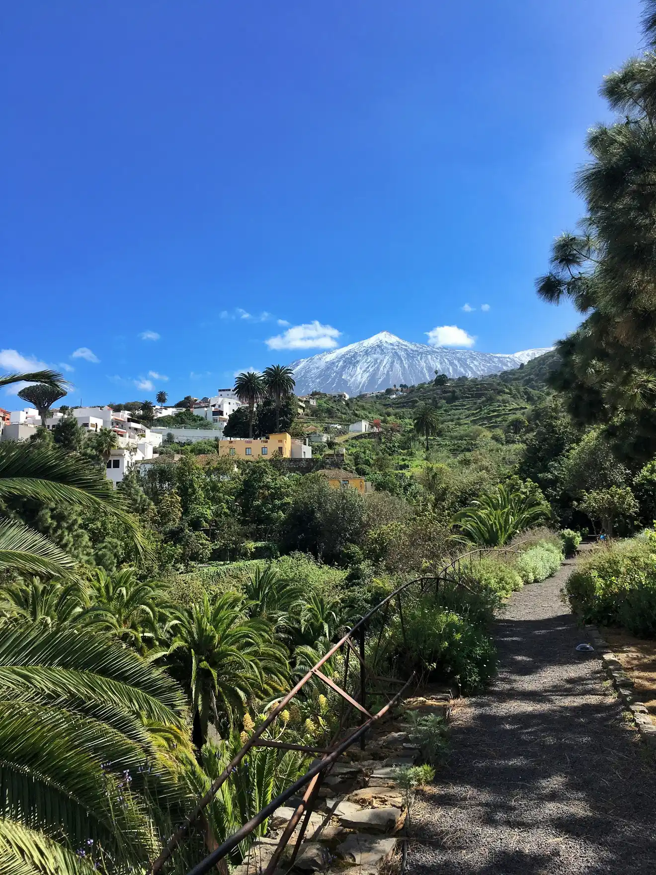 Vulkanischer Weinberg Teneriffas mit dem Teide im Hintergrund