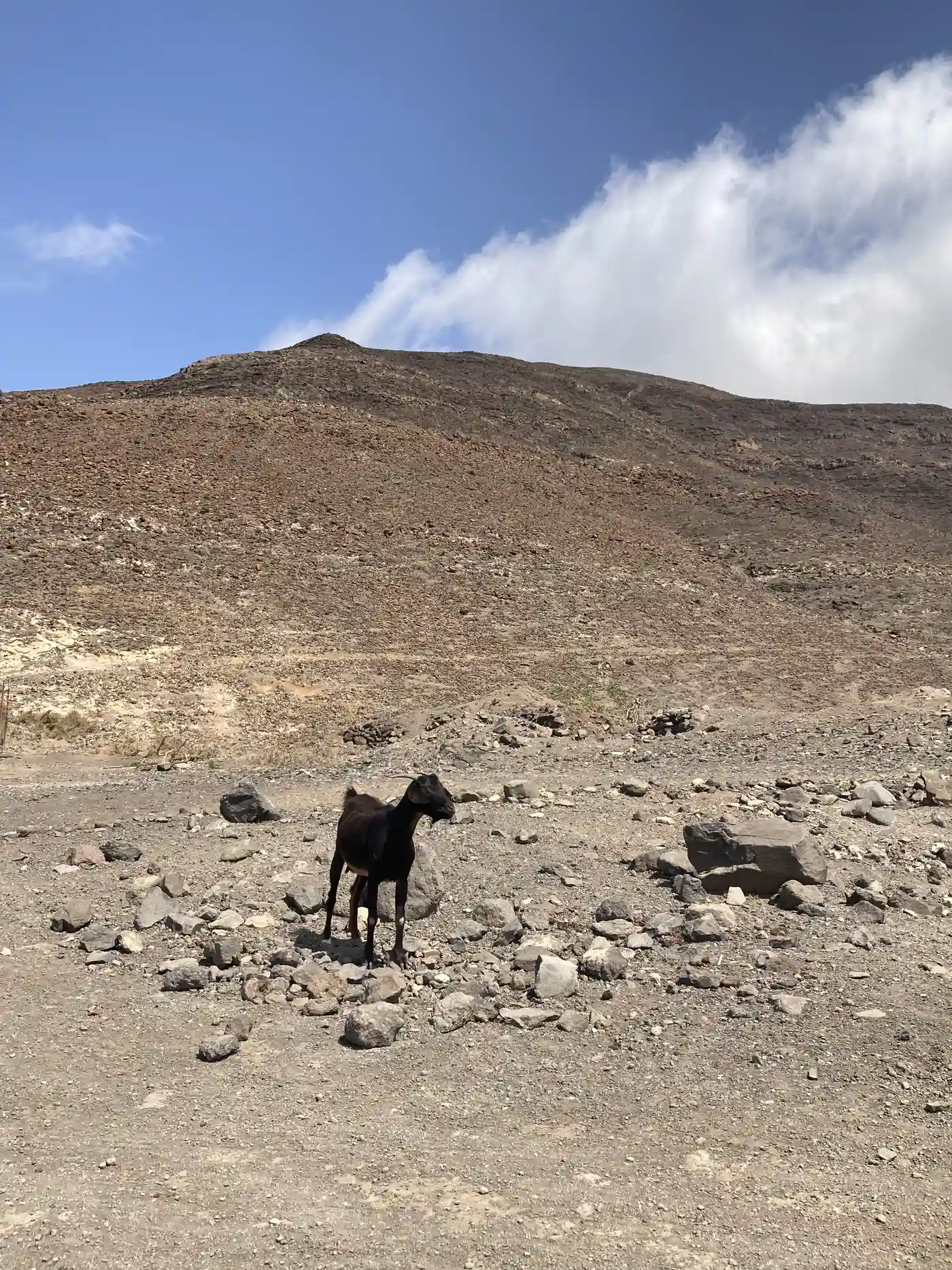 A wild donkey on a hiking track in inland Fuerteventura