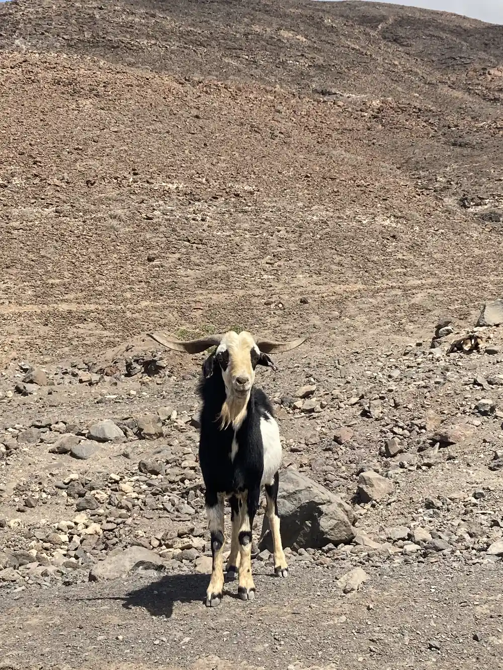 A wild goat spotted on a hiking trail in Fuerteventura
