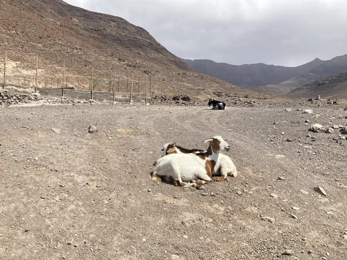 Wild goats resting in Fuerteventura's volcanic landscape