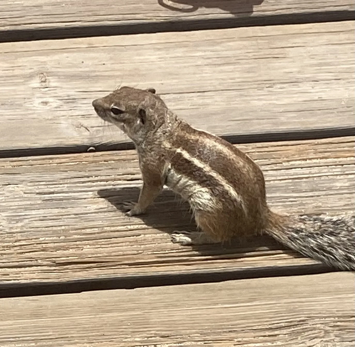 A Barbary ground squirrel seen up close on a hike in Fuerteventura