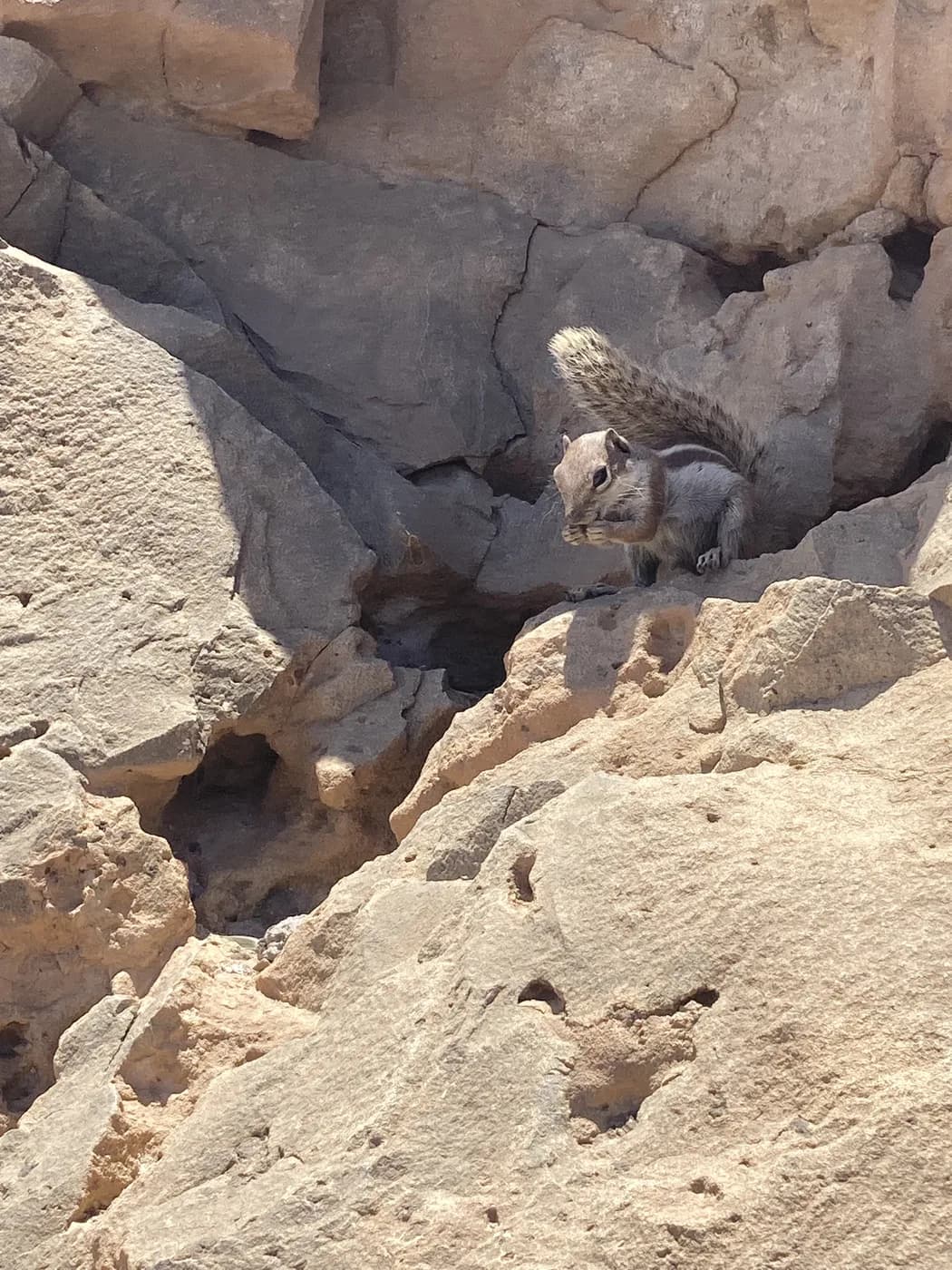A Barbary ground squirrel climbing a rock face in inland Fuerteventura