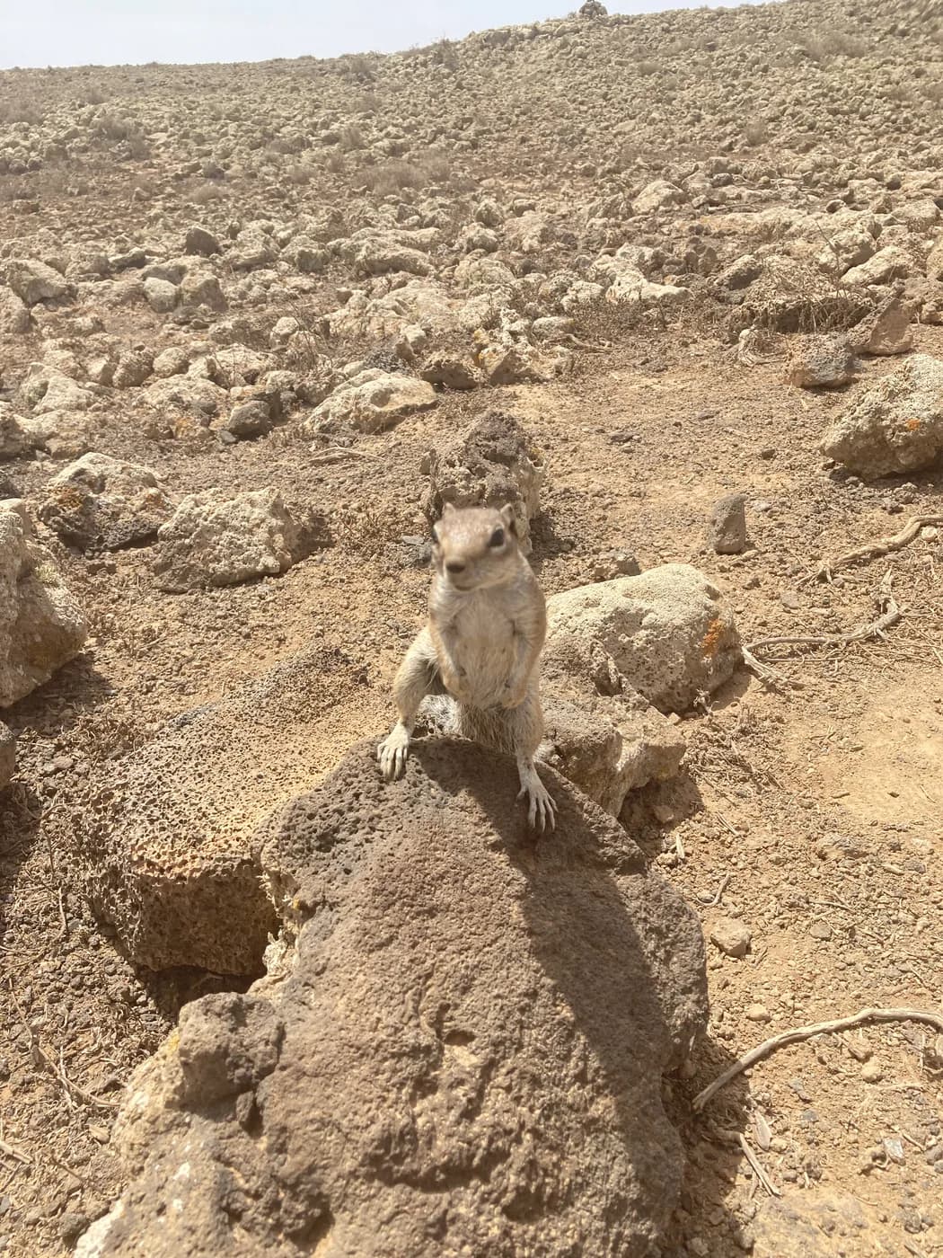 A Barbary ground squirrel perched on a rock by a hiking trail in Fuerteventura