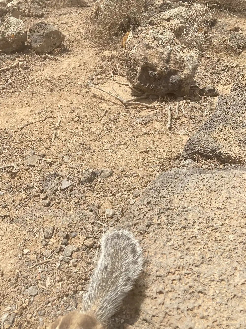 A Barbary ground squirrel seen up close on a Fuerteventura trail