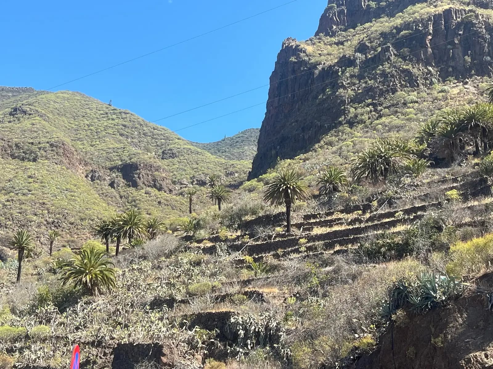 Anciennes terrasses agricoles et palmiers des Canaries dans le ravin de Masca, Tenerife